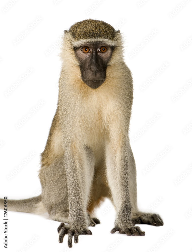 Vervet Monkey - Chlorocebus pygerythrus Vervet Monkey - Chlorocebus pygerythrus