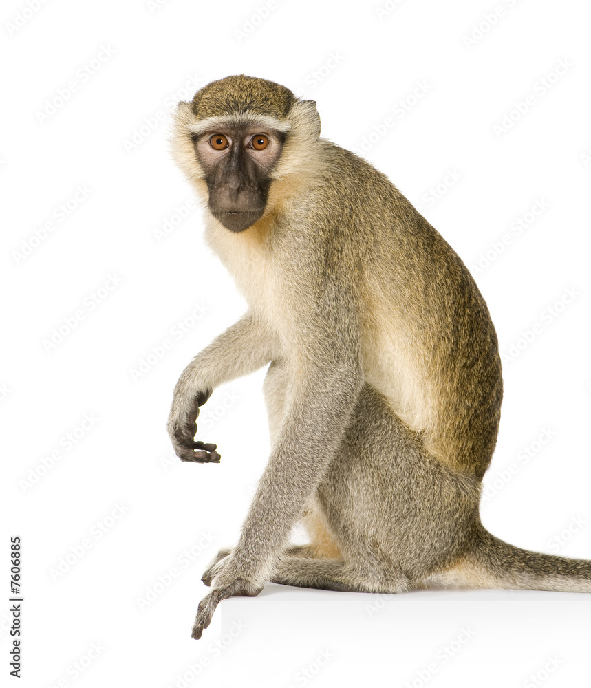 Fototapeta premium Vervet Monkey - Chlorocebus pygerythrus