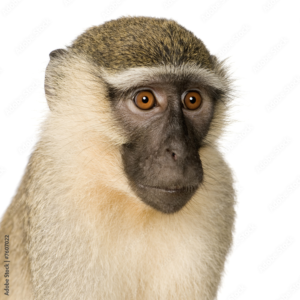 Obraz premium Vervet Monkey - Chlorocebus pygerythrus