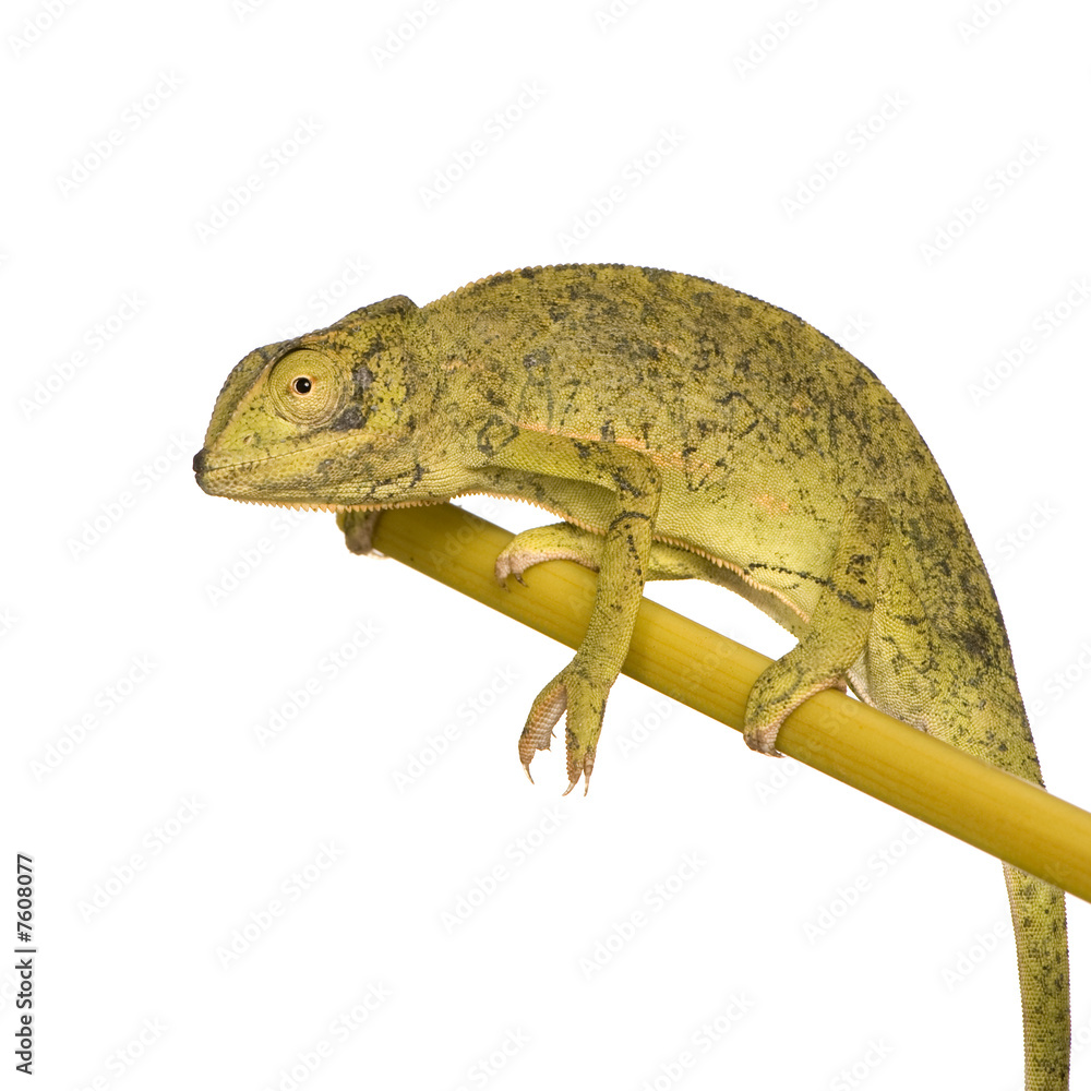 Fototapeta premium Chameleon Chamaeleo gracilis or dilepis