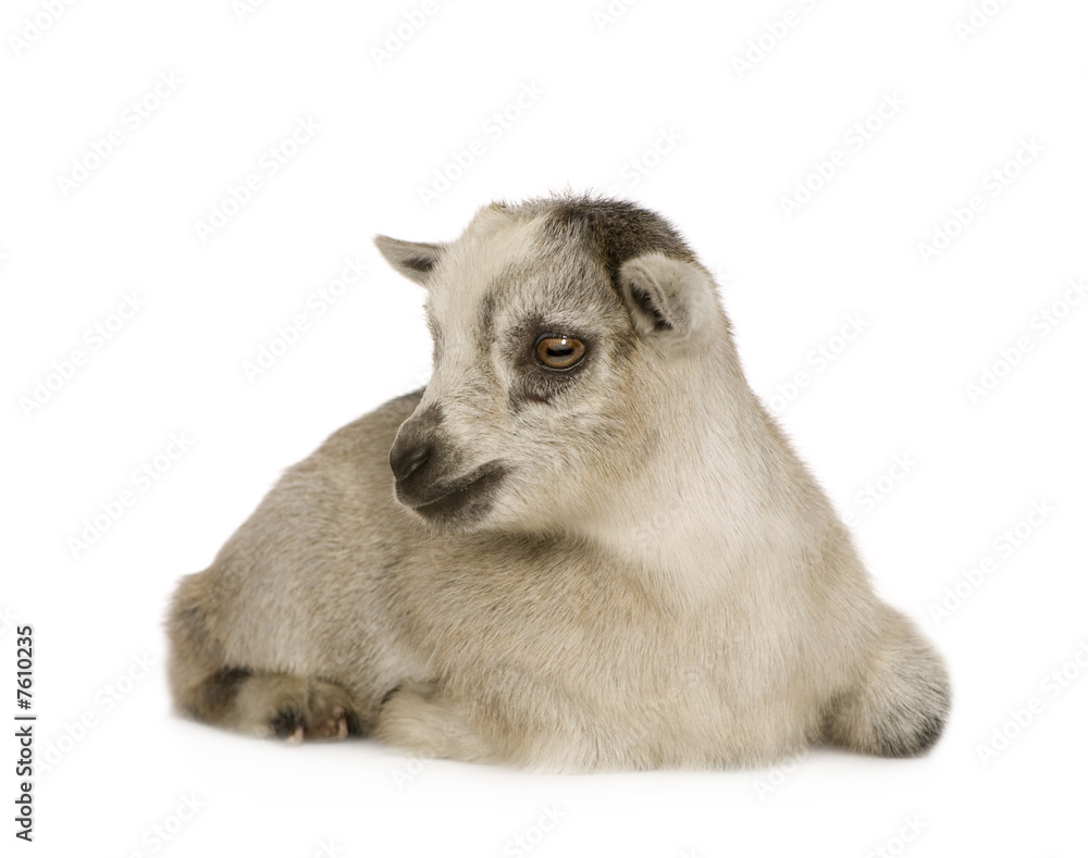 Obraz premium Young Pygmy goat