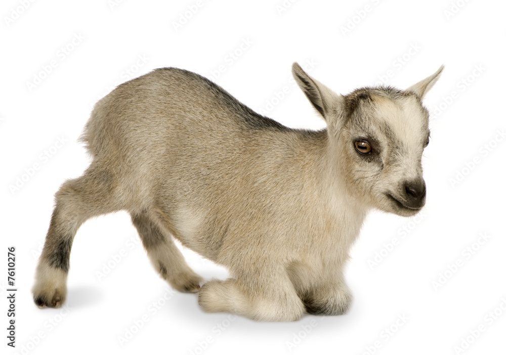Young Pygmy goat Young Pygmy goat