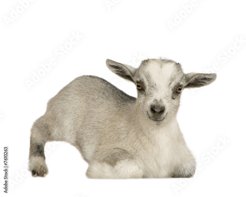 Young Pygmy goat