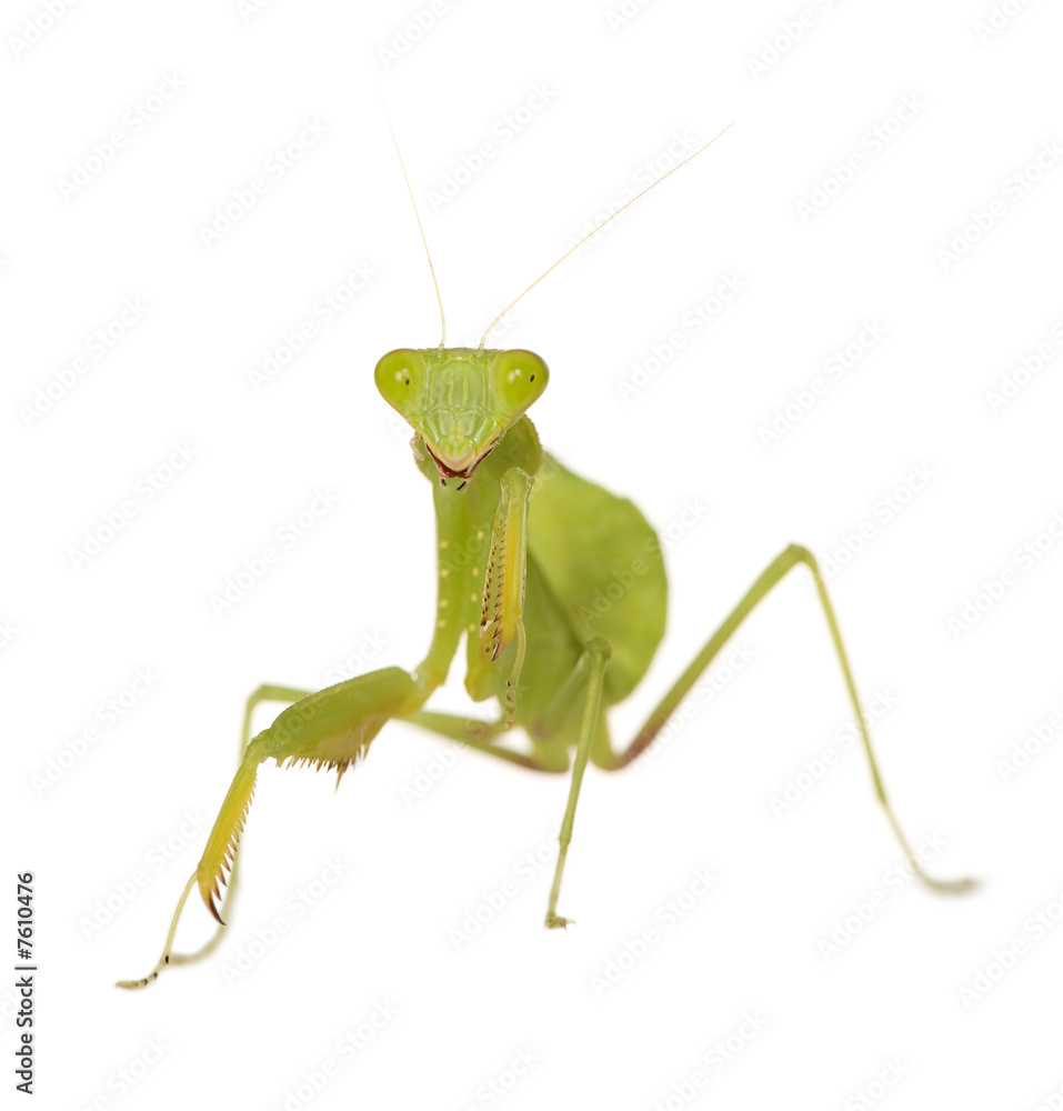 Praying mantis - Mantis religiosa Praying mantis - Mantis religiosa