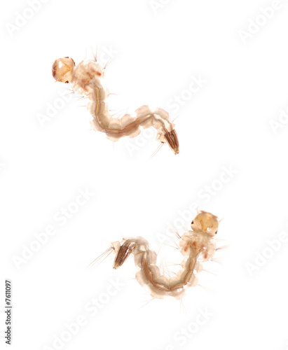 mosquito larva or larvae macro close up