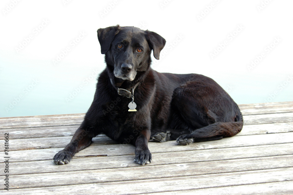 Old Black Lab Dog Rests on Dock