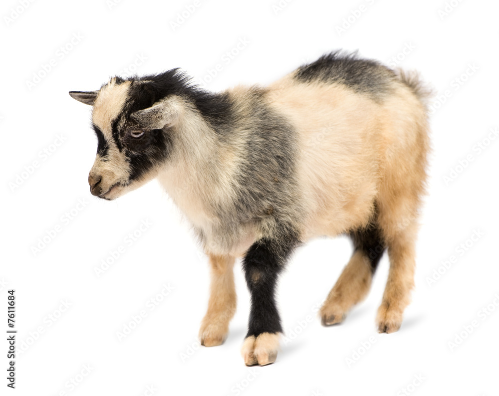 Fototapeta premium Young Pygmy goat