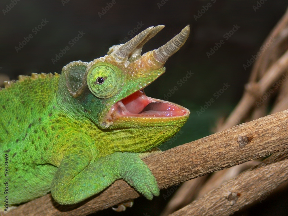 A Jackson's Chameleon A Jackson's Chameleon