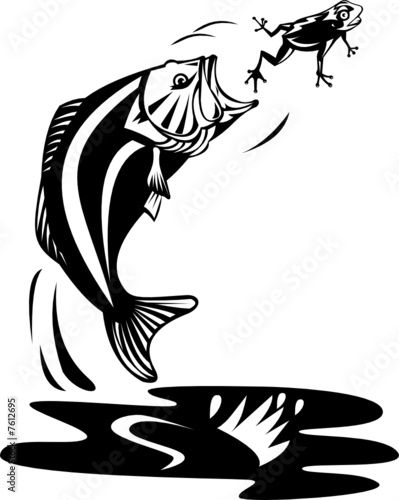 Bass catching a frog