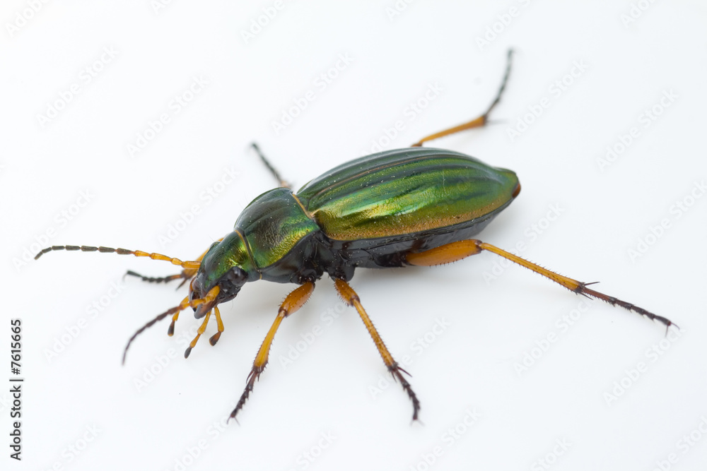 Carabus auratus Carabus auratus