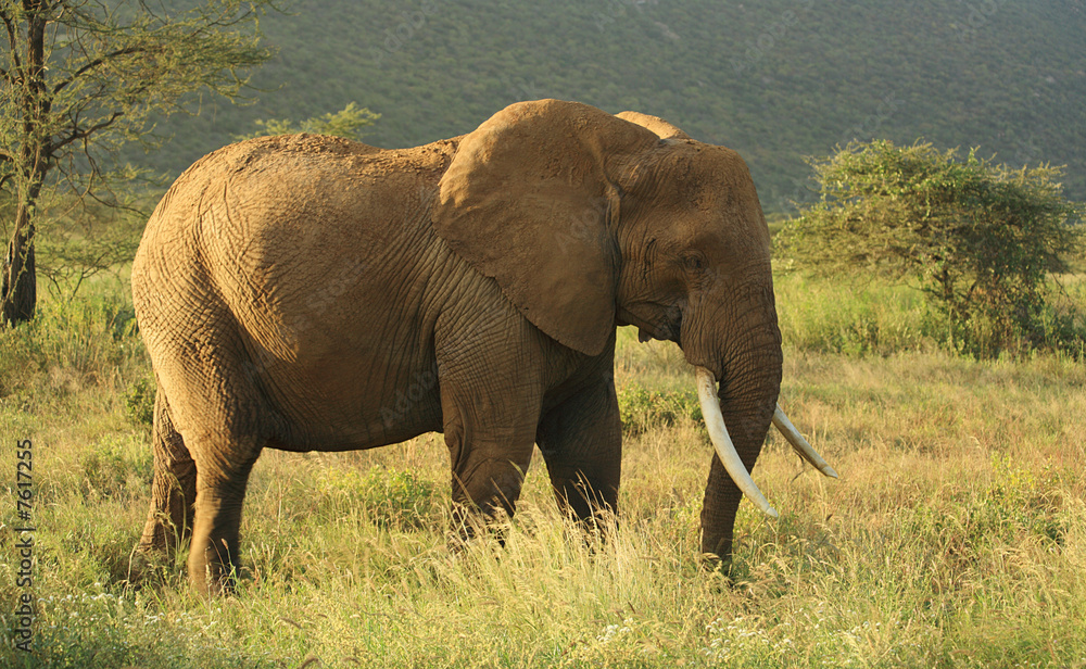 Obraz premium Elephant in Kenya