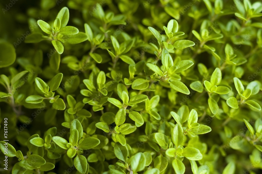 growing herbs growing herbs