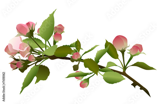 branch Apple tree at spring time