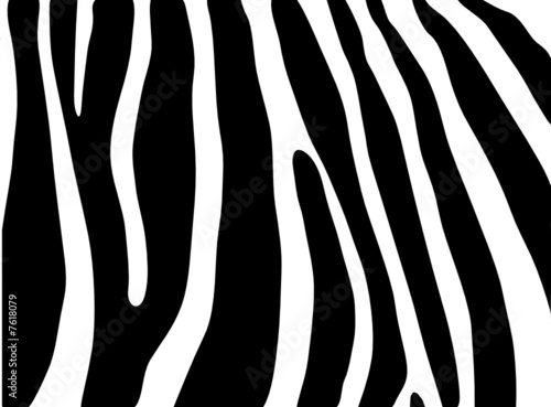 vector - zebra texture Black and White