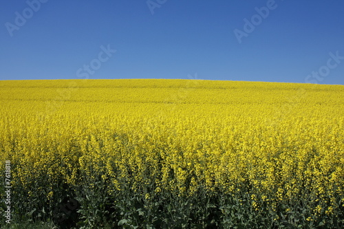 yellow canola field on a sunny day in mid spring