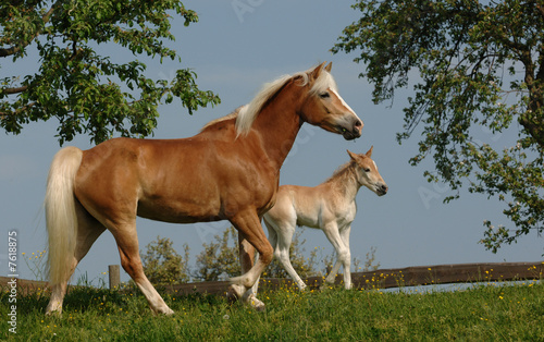 фотографія Haflinger Stute mit Fohlen