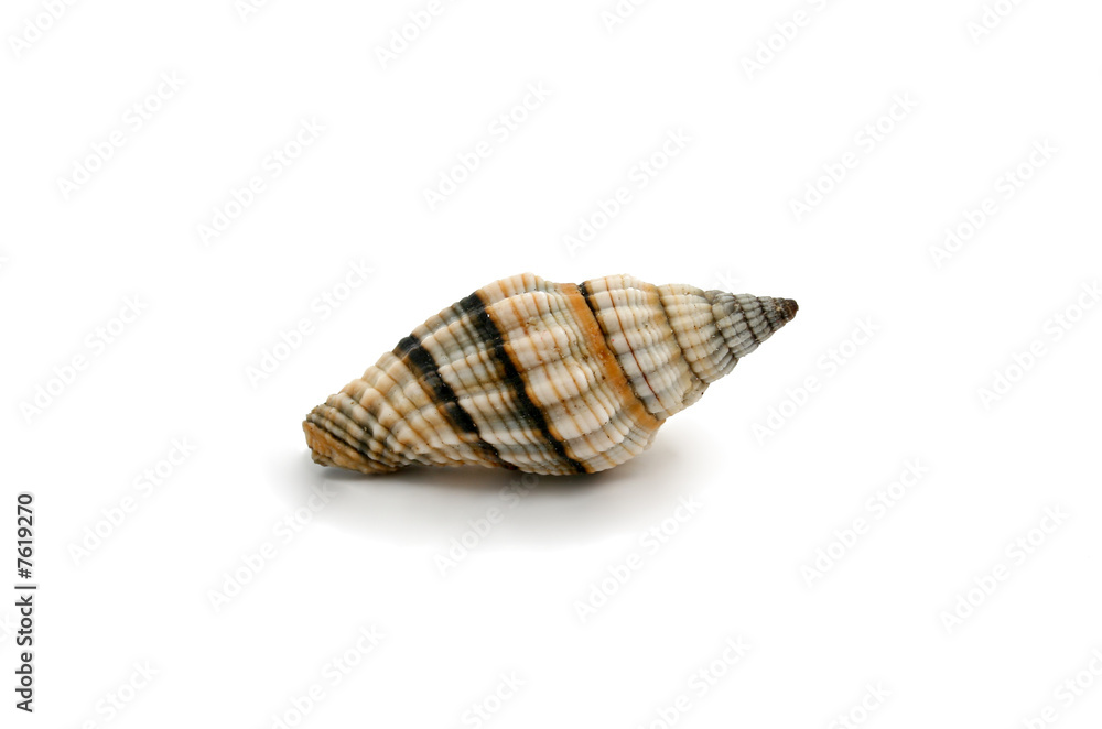 seashell seashell