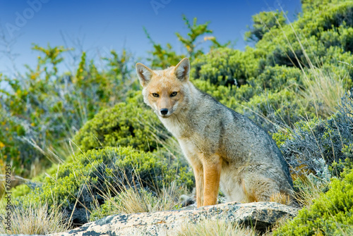 Patagonian Fox (Dusicyon culpaeus) photo