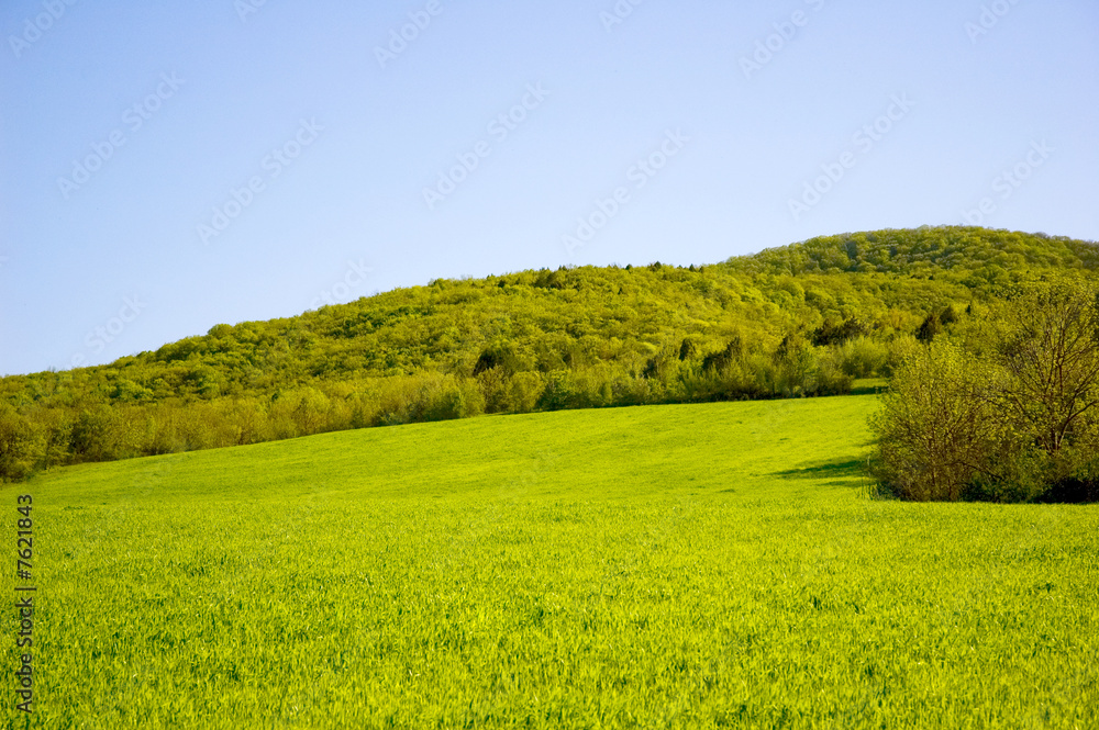 summer landscape with green field and forest
