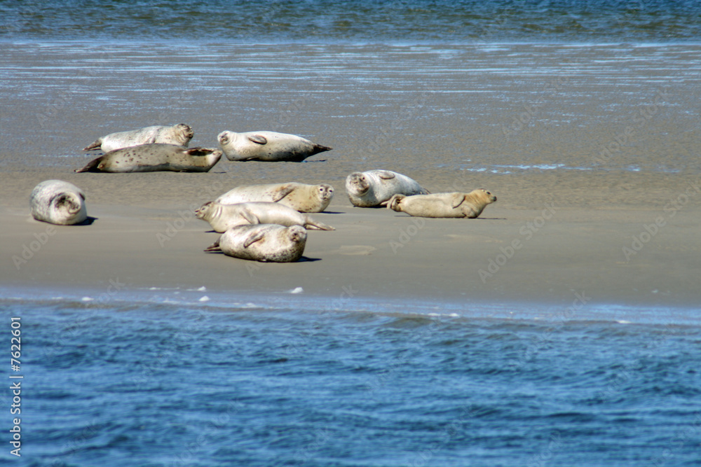 Obraz premium Seehunde an der Nordsee