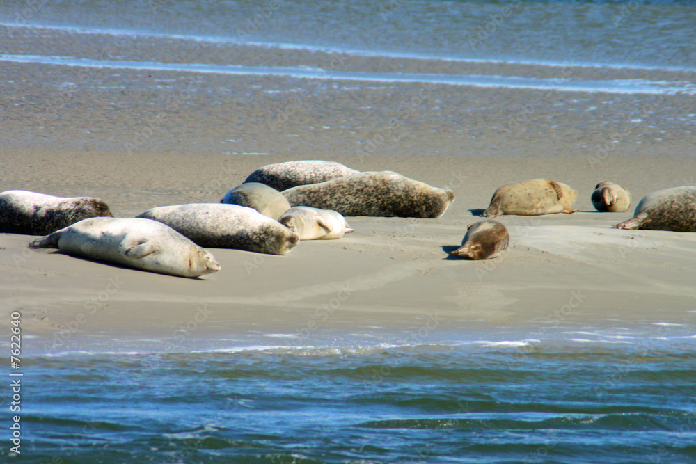 Fototapeta premium Seehunde an der Nordsee