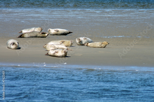 Seehunde an der Nordsee