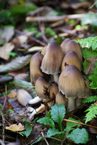 mushrooms