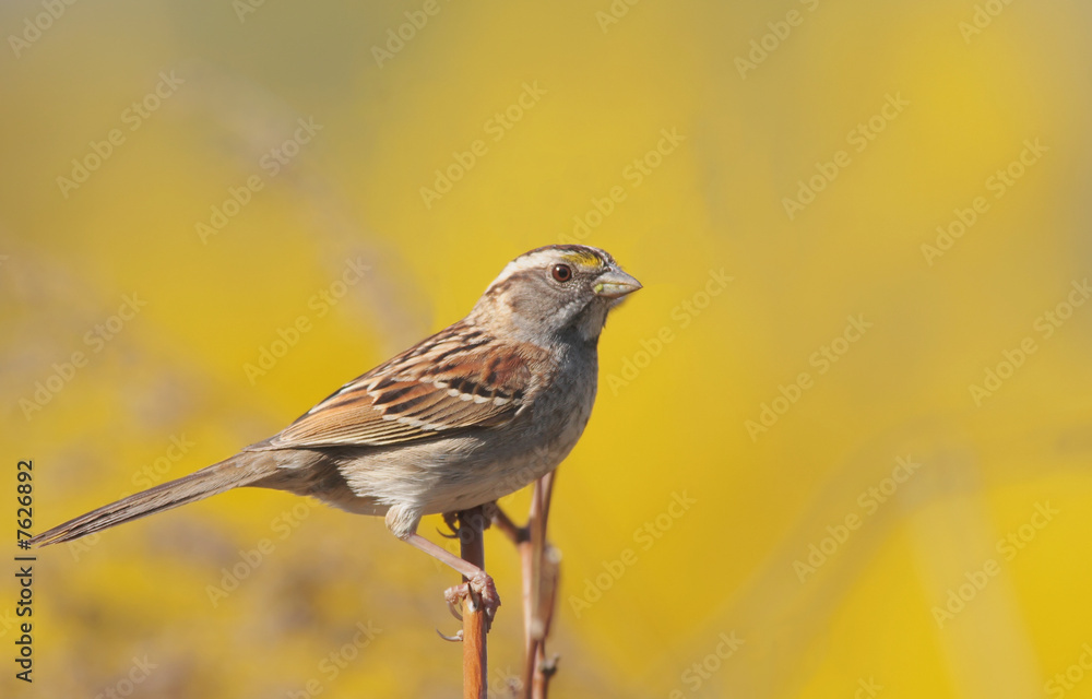 Naklejka premium White-throated Sparrow with yellow Forsythia flowers