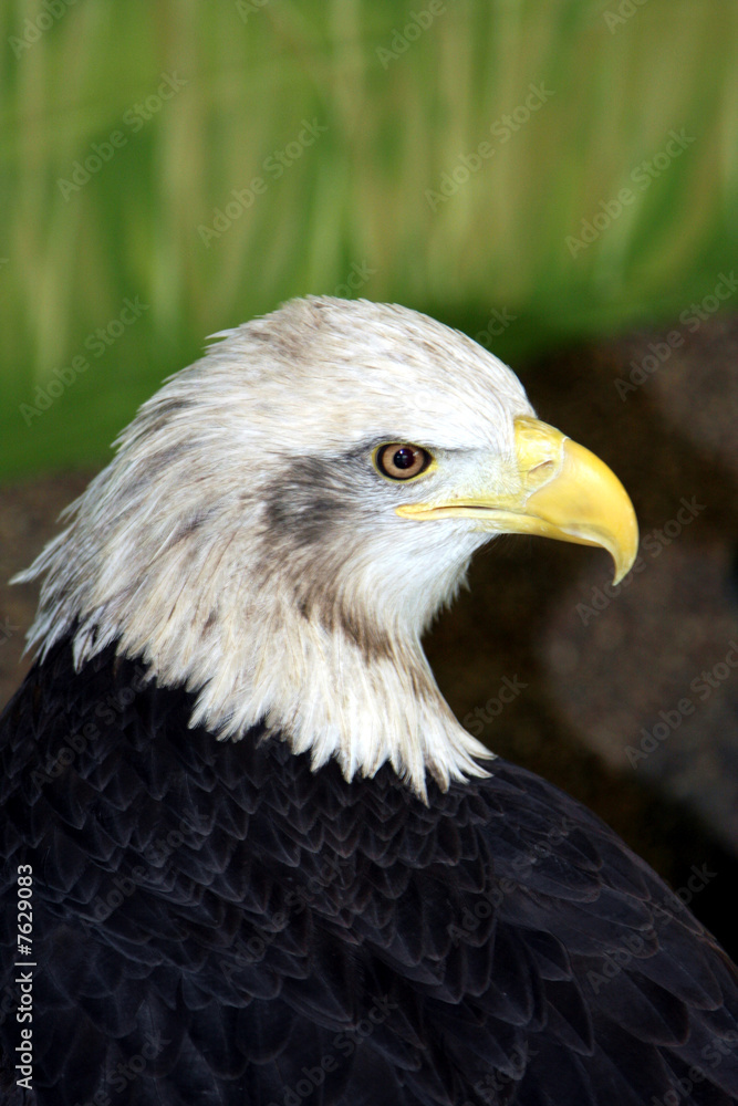 Obraz premium Bald Eagle