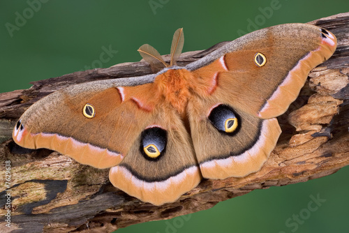 Polyphemus Moth