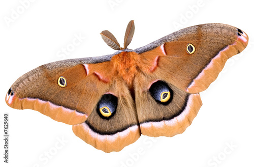 Polyphemus moth on white photo