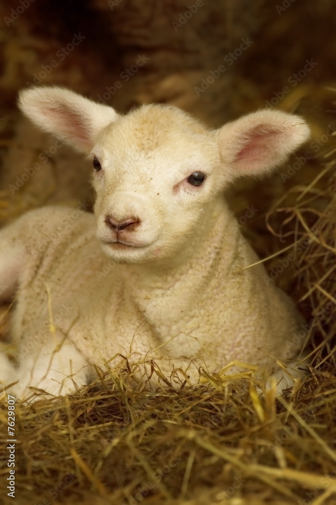 Obraz premium Cute little lamb in dried hay.