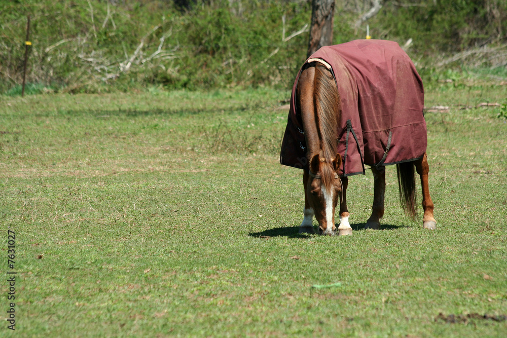 Brown horse with coat in a green field