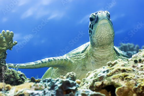 Turtle photo