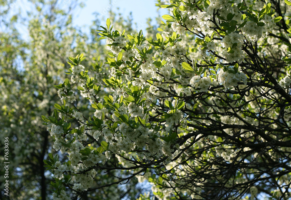 Branch of a blossoming tree with white flowers 