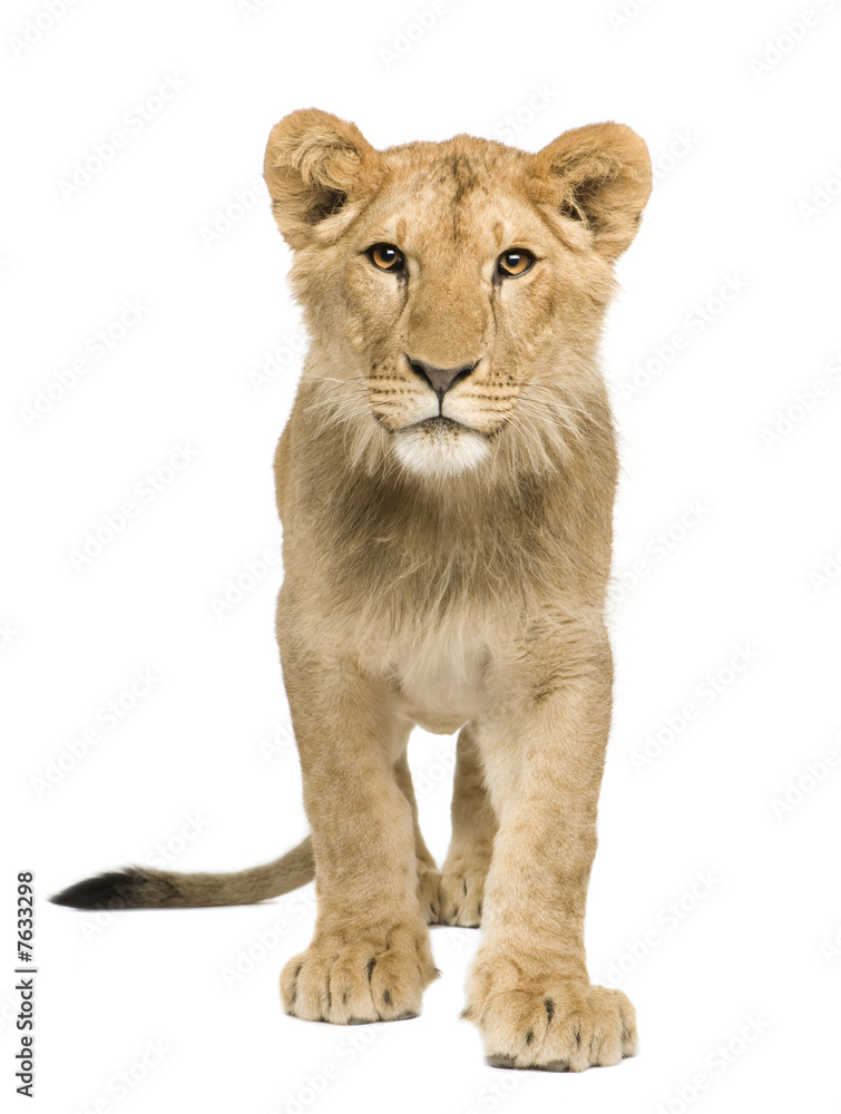 Lion Cub (9 months) Lion Cub (9 months)