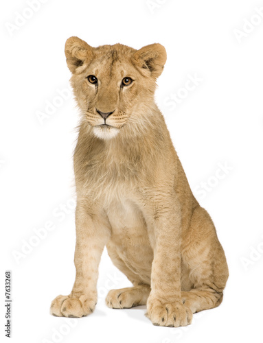 Lion Cub (9 months)