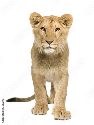 Lion Cub (9 months)