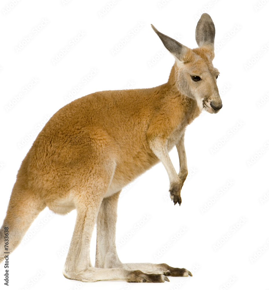 Fototapeta premium Young red kangaroo (9 months) - Macropus rufus