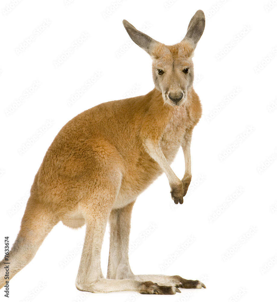 Young red kangaroo (9 months) - Macropus rufus Young red kangaroo (9 months) - Macropus rufus
