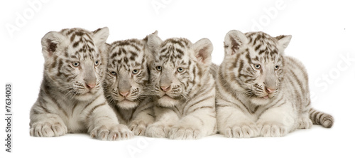 White Tiger cub (2 months)