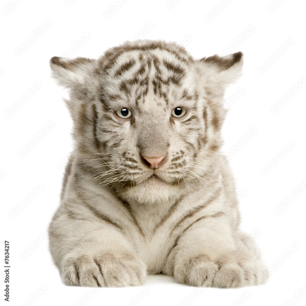 Fototapeta premium White Tiger cub (2 months)