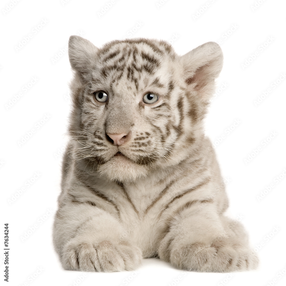 Obraz premium White Tiger cub (2 months)
