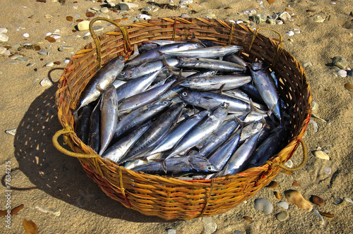 Fresh tuna in a basket