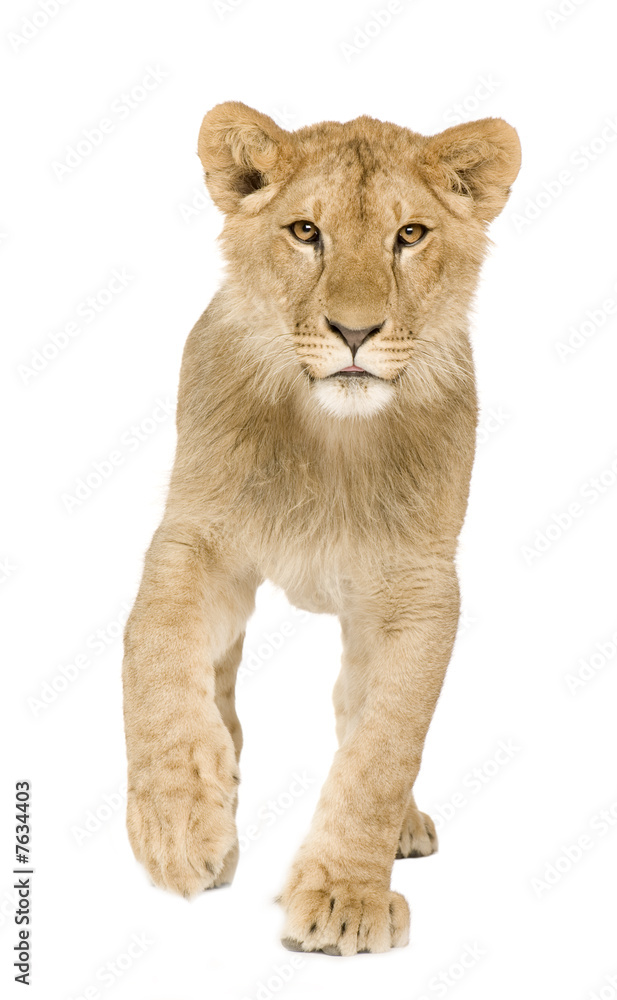 Lion Cub (9 months) Lion Cub (9 months)
