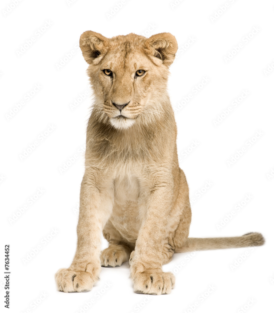 Obraz premium Lion Cub (9 months)