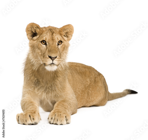 Lion Cub (9 months)