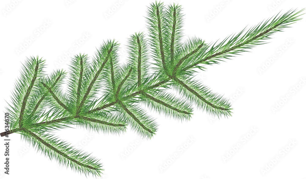 Fir twig isolated on white (rasterize from vector )