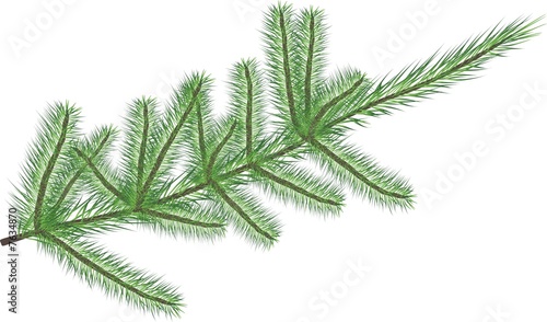Fir twig isolated on white (rasterize from vector )