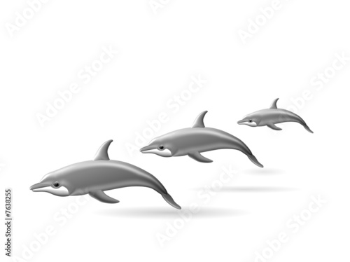 delfin photo